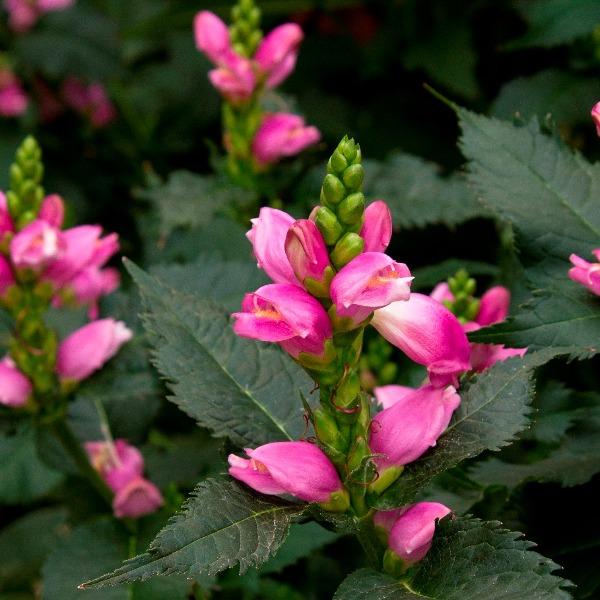 Hot Lips Turtlehead (Chelone lyonii &