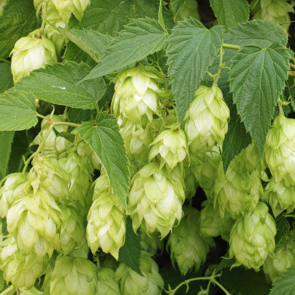 Chinook Common Hops (Humulus lupulus &