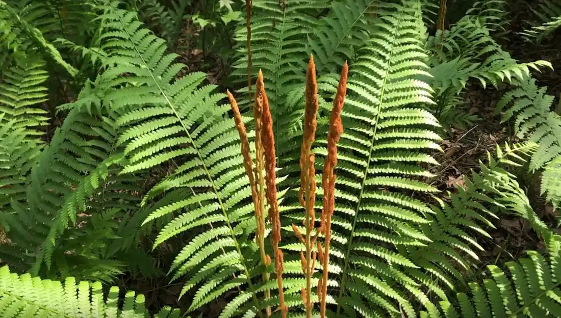 Cinnamon Fern (Osmundastrum &