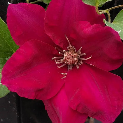 Clematis Jie™ (Clematis &