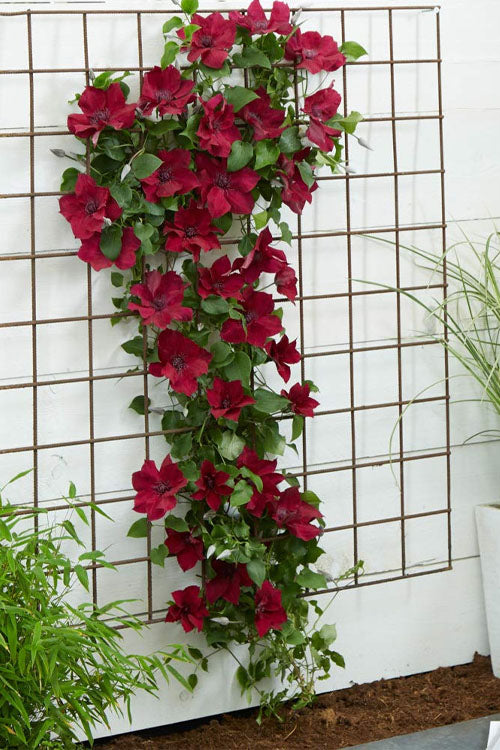 Nubi™ Clematis (Clematis nubia) - 1 gallon