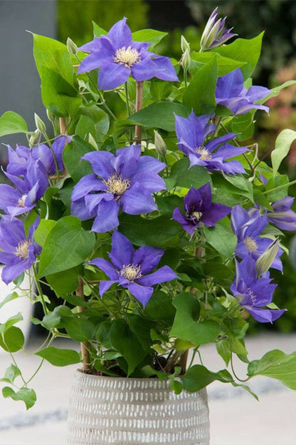 Olympia™ Clematis (Clematis olympia) - 1 gallon