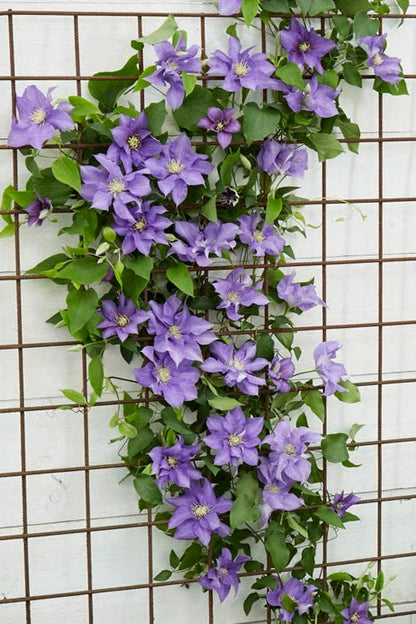 Olympia™ Clematis (Clematis olympia) - 1 gallon