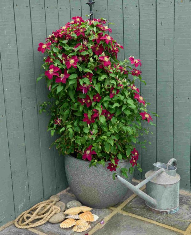 Elpis™ Clematis  (Clematis elpis) - 1 gallon