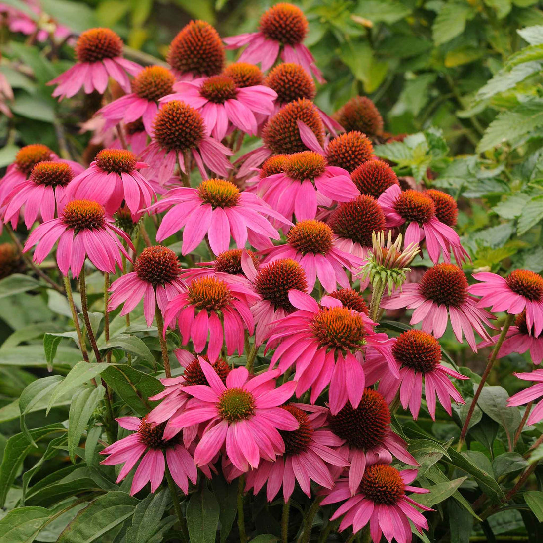 Powwow Wild Berry Coneflower (Echinacea purpurea &