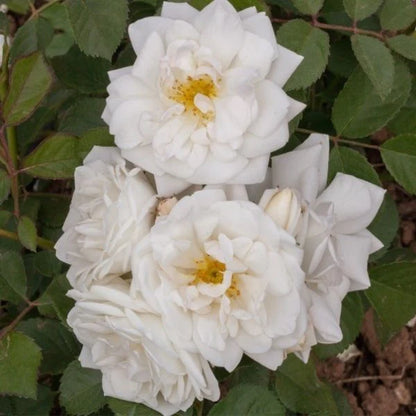 Whipped Cream™ Floribunda Rose (Rosa whipped &