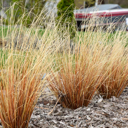 Leatherleaf Sedge (Carex &