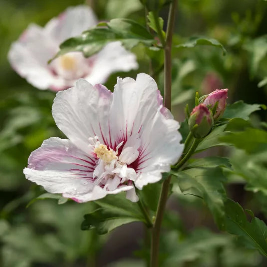 First Editions® Fiji™ Rose of Sharon (Hibiscus syriacus &
