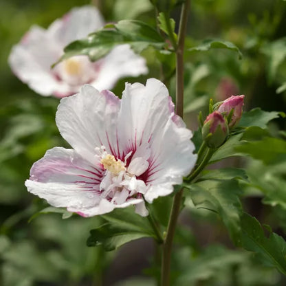 First Editions® Fiji™ Rose of Sharon (Hibiscus syriacus &