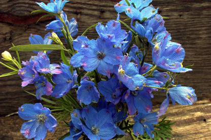Blue Mirror Larkspur (DELPHINIUM GRAND. BLUE MIRROR) - 1 gallon