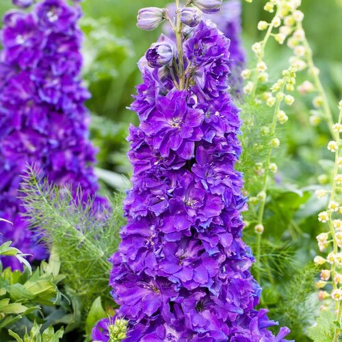 kingsley Larkspur is a heat tolerant perennial that attracts butterflies