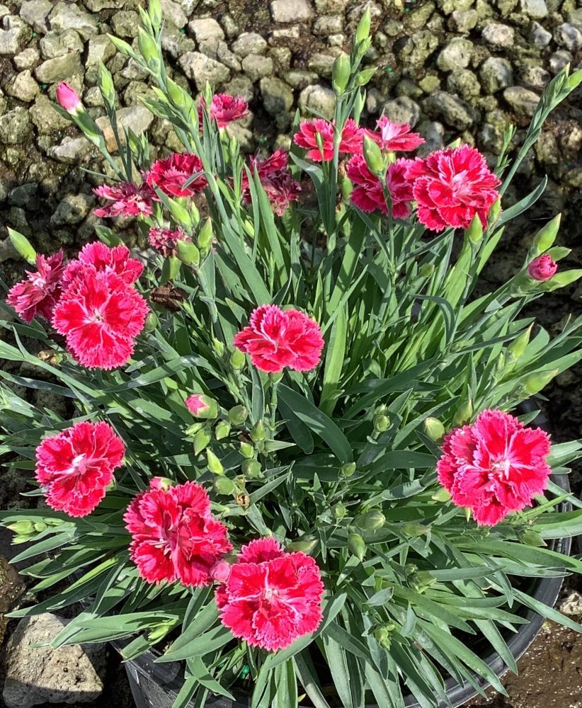 drought tolerant dianthus magenta bi color pinks 