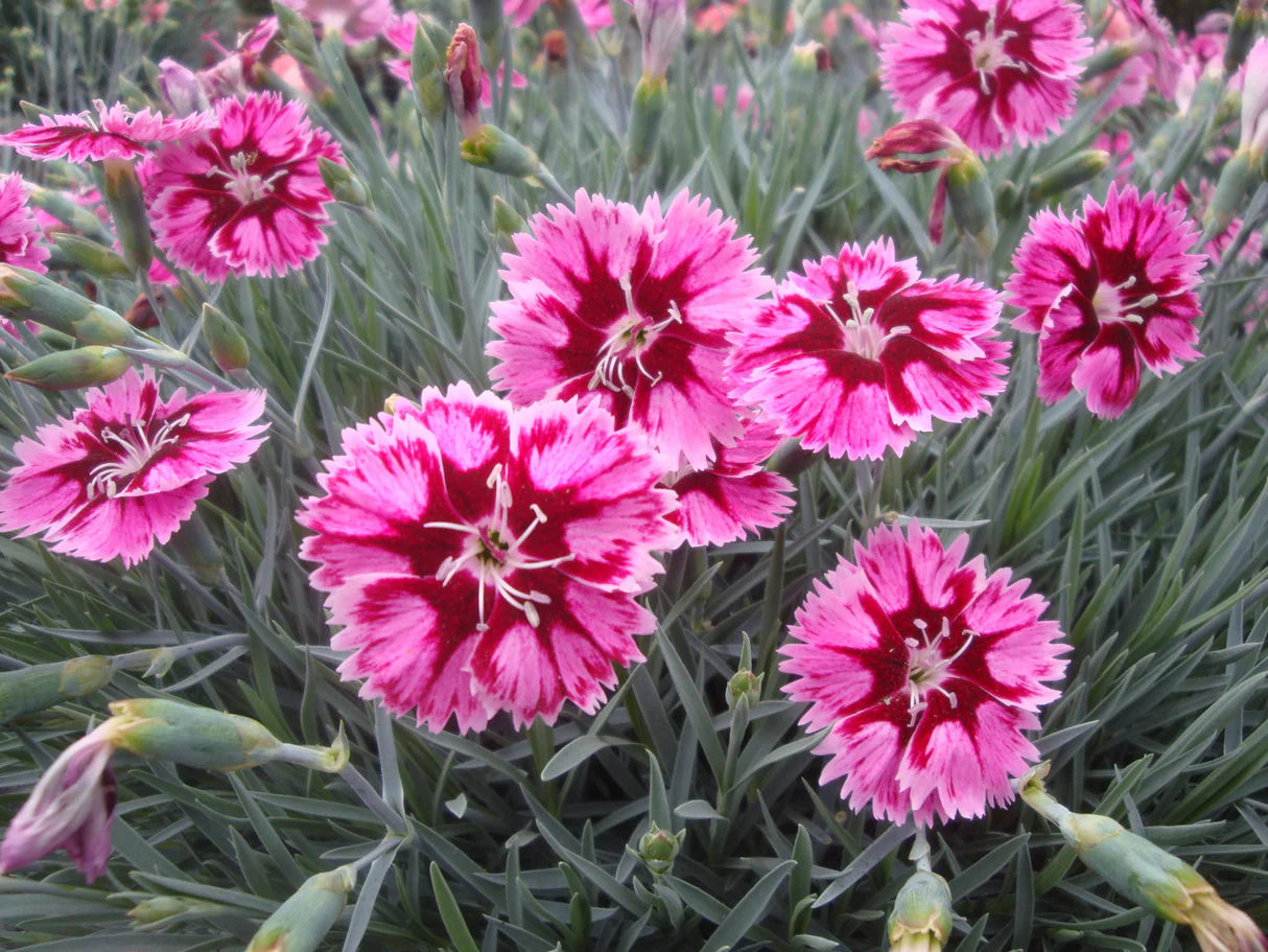 Star™ Starburst Pinks (Dianthus starburst) - 1 gallon