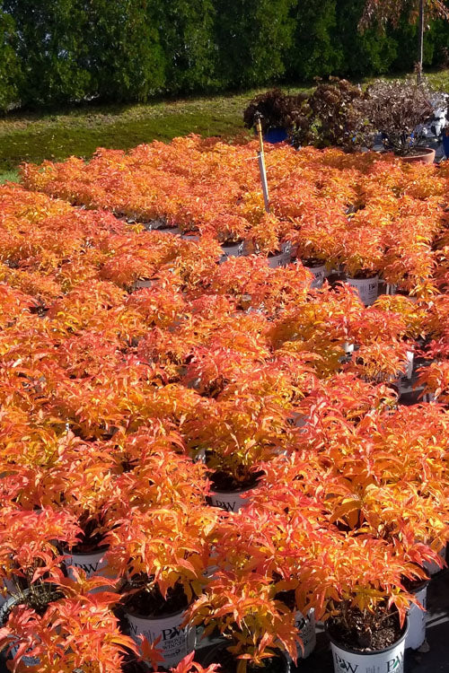 Kodiak® Orange Honeysuckle (Diervilla sessilifolia &
