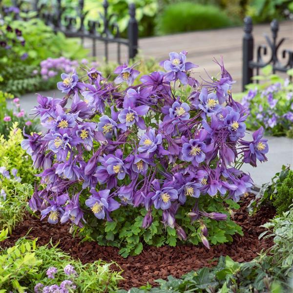 Purple Blue Colmbine (Aquilegia &