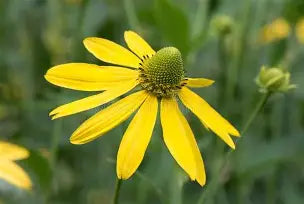Prairie Coneflower (Ratibida pinnata) - 1 gallon