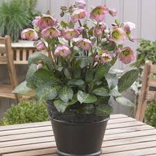 Frostkiss® Dorothy’s Dawn Lenten Rose (Helleborus &