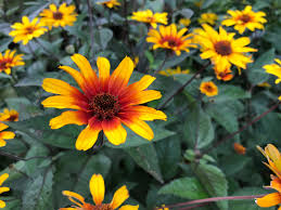 False Sunflower (Heliopsis helianthoides &
