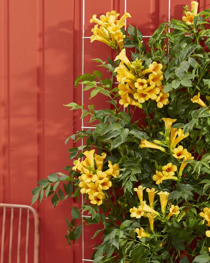 Summer Jazz™ Sunrise Gold Trumpet Vine (Campsis &