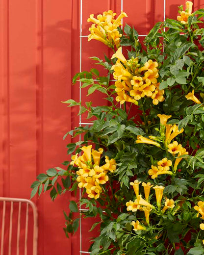Summer Jazz™ Sunrise Gold Trumpet Vine (Campsis &
