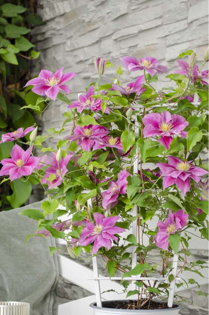 Vicki™ Clematis (Clematis vicki) - 1 gallon