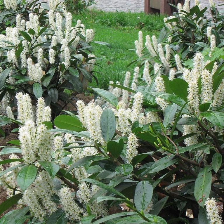 Dwarf English Laurel (PRUNUS LAUROCERASUS NANA) - 2 gallon
