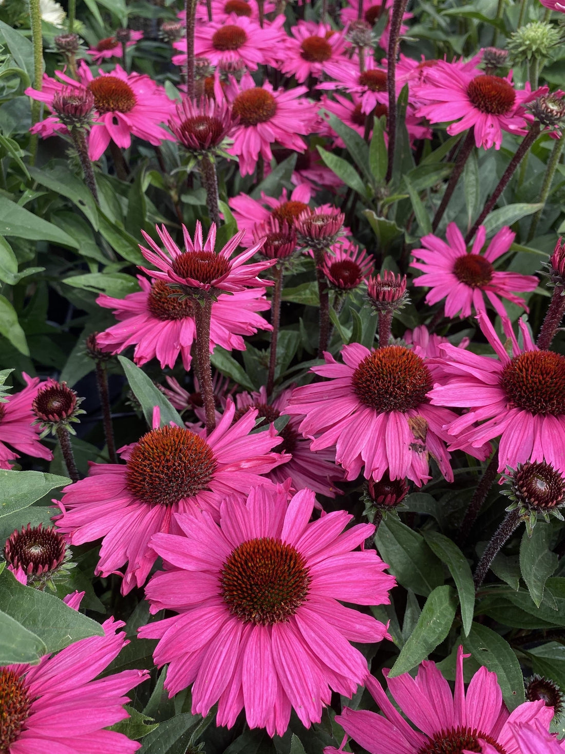 close up of  purplicious coneflower 