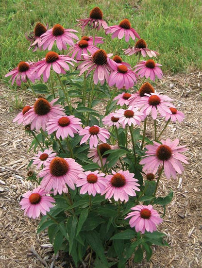 Prairie Splendor Coneflower (Echinacea purpurea &
