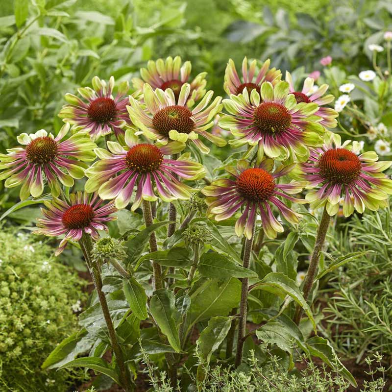 Echinacea Green Twister Coneflower (Echinacea purpurea &