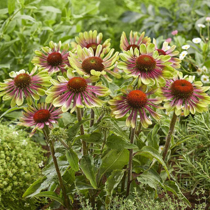 Echinacea Green Twister Coneflower (Echinacea purpurea &