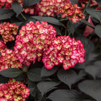 eclipse hydrangea
