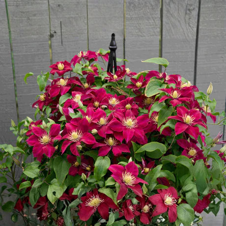 Tekla™ Clematis (Clematis tekla) - 1 gallon