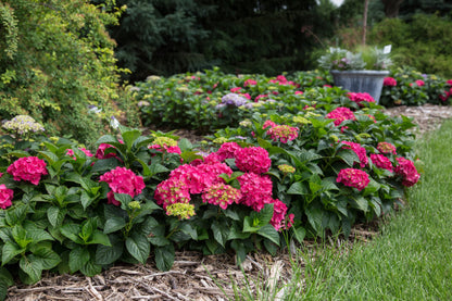 summer crush hydrangea in landscape