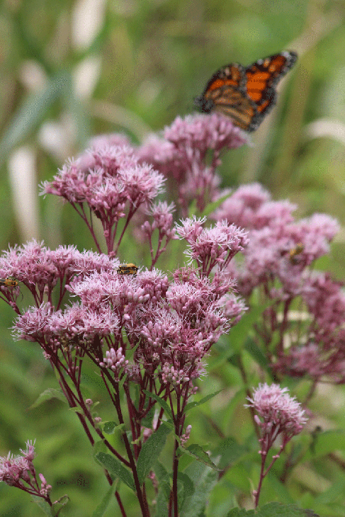 Gateway Joe-Pye Weed (Eupatorium maculatum &