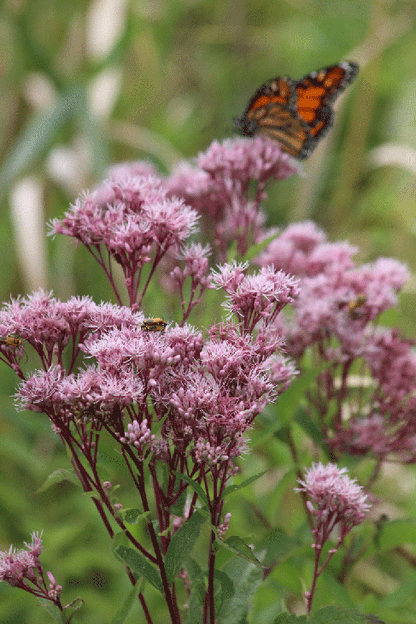 Gateway Joe-Pye Weed (Eupatorium maculatum &