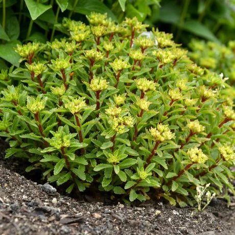 Sweet n Sour Stonecrop (Sedum &