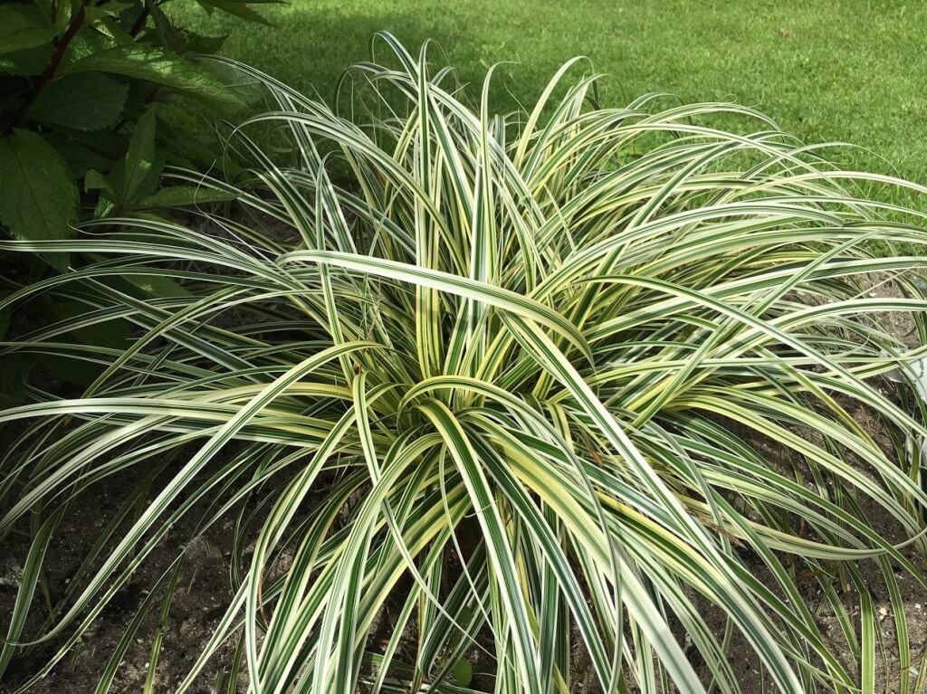 Feather Falls Sedge (Carex &