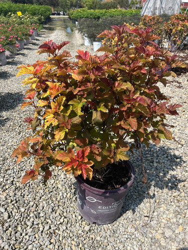 Amber Jubilee™ Ninebark (Physocarpus opulifolius &