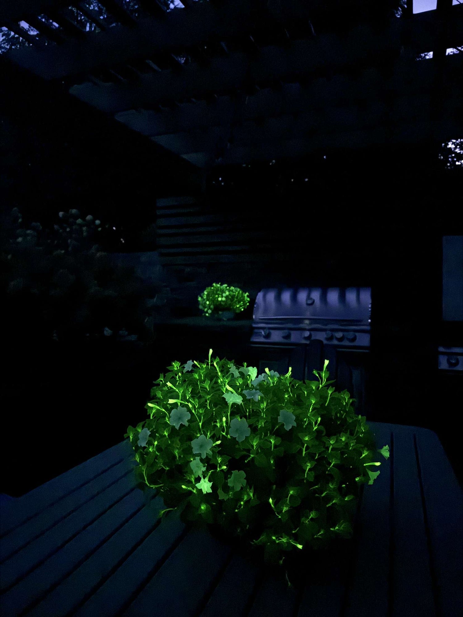 glowing firefly petunia