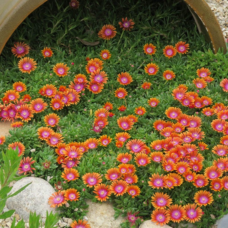 Fire Spinner® Ice Plant (Delosperma delosperma &