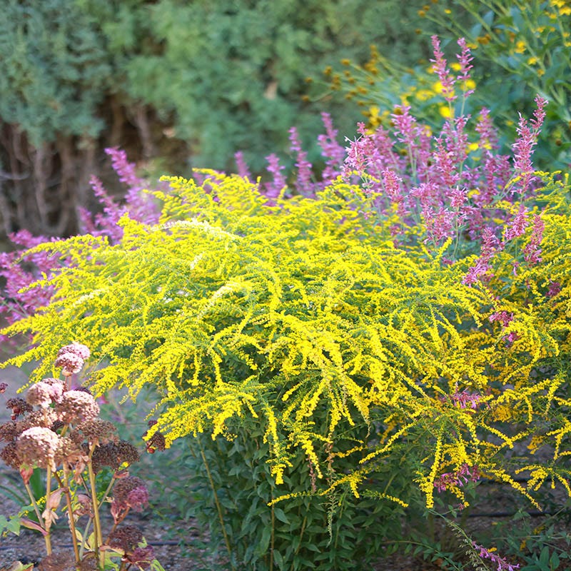 Fireworks Goldenrod (Solidago fireworks) - 1 gallon