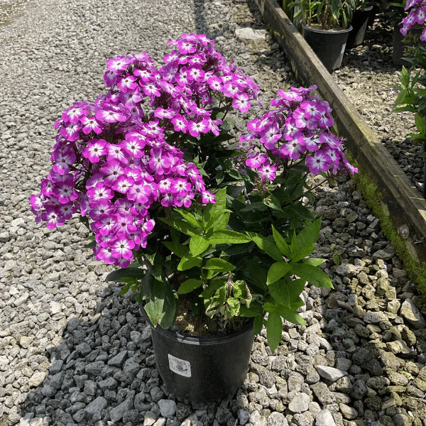 Flame® Pro Purple Garden Phlox (Phlox paniculata &