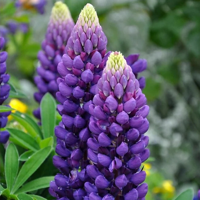Staircase™ Blue Lupine (LUPINUS STAIRCASE™ BLUE) - 1.5 gallon