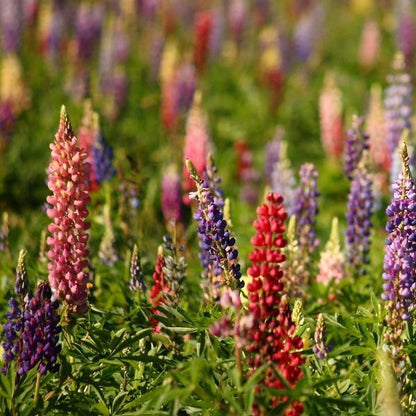 Russell Hybrid Lupines (LUPINUS P. RUSSELL HYBRIDS) - 3QT