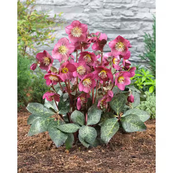 Frostkiss® Anna’s Red Lenten Rose (Helleborus &