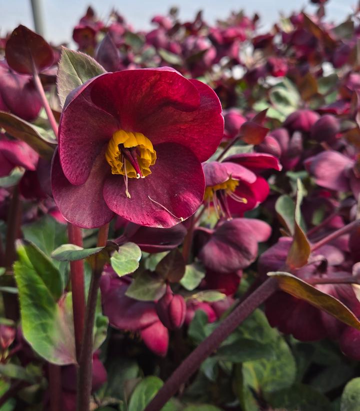 low maintenance drought tolerant frost kiss vibes velvet lenten rose