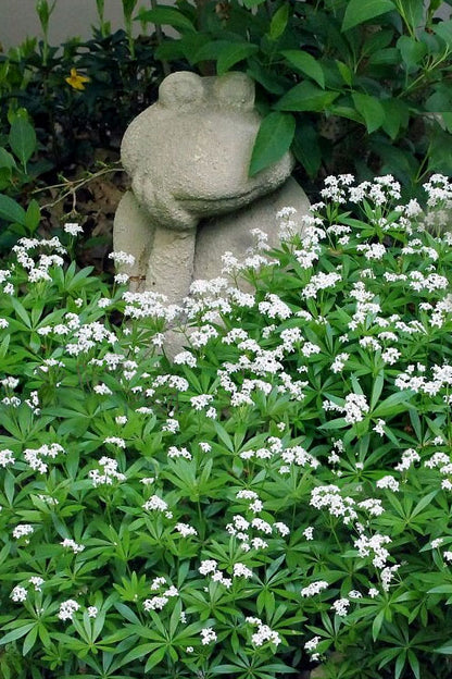 Sweet Woodruff (Galium odoratum) - 1 gallon