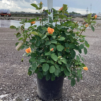 Garden Sun Climbing Rose (Rosa CL &