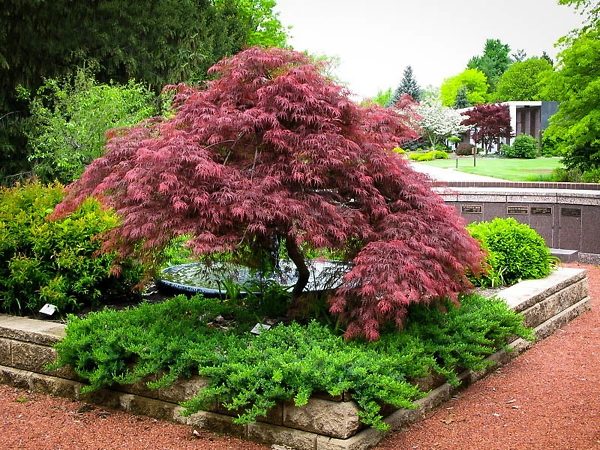 Garnet Laceleaf Japanese Maple (Acer palmatum var. dissectum &
