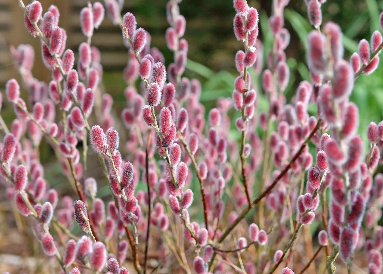 Mount Aso Pussy Willow (Salix G &
